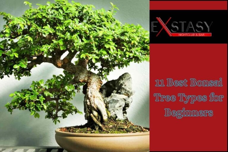 11 Best Bonsai Tree Types for Beginners